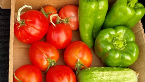 shallow box with tomatoes, green peppers and cucumber