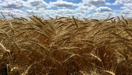 wheat blowing in a field