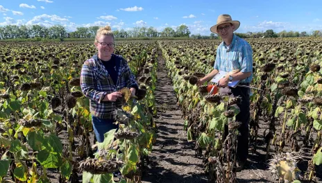 Two people examining sunflower heads in a field.