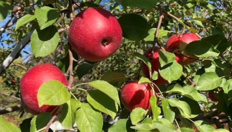 Red apples on tree branches