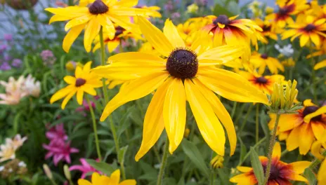 Gloriosa daisies provide summer-long color and a ray of sunshine.