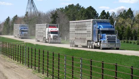 Trucks hauling livestock driving on a gravel road. 
