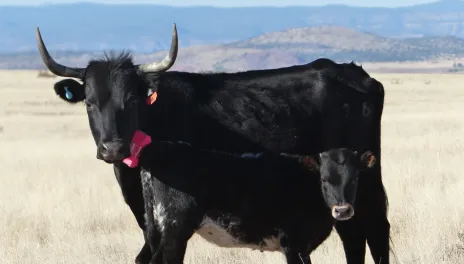 A Corriente cow-calf pair on Arizona rangeland is monitored by a GPS tracker (pink), accelerometer health tag (blue), and ear tag (orange).