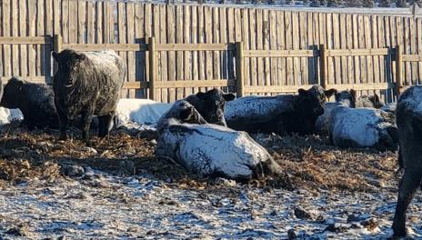 Black cows are covered with snow.