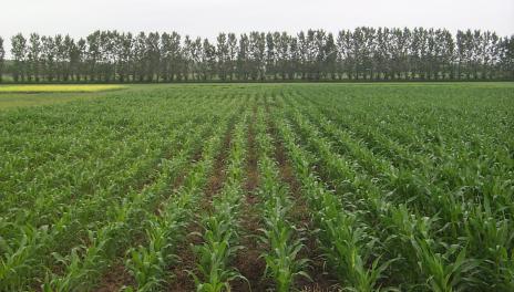 Corn in rows