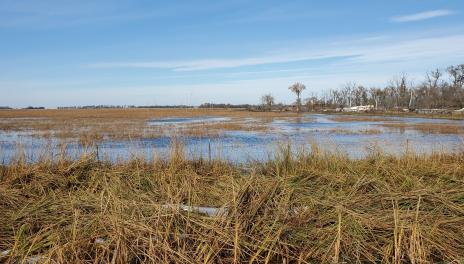 Flood waters covering a filed of long brown grass. Tall brown and green grass are in the foreground. There is a row of trees and a bright blue sky in the background.