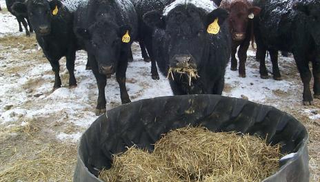 Cattle eating hay in winter