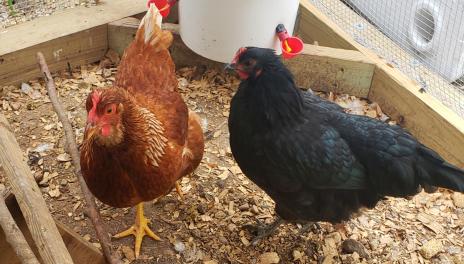 tan chicken and black chicken in a pen