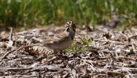 A lark sparrow looks at the camera. It stands on woodchips with grass in the background. It has five white stripes arranged in a star pattern around its face and a black spot on its chest.  An identifying characteristic is the red-brown color in between the white stripes on the head.