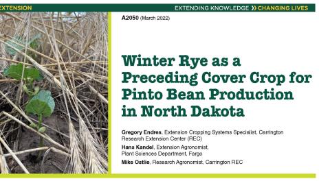 NDSU Extension Publication A2050 Winter Rye as a Preceding Cover Crop for Pinto Bean Production in North Dakota