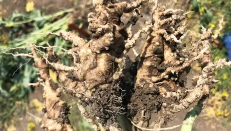 Canola plant with visible galls on the plant’s roots.