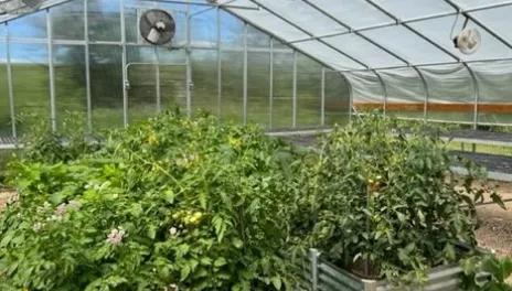 Plants growing in the center of a greenhouse. 