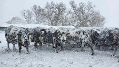 Snow covered cattle 