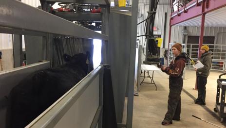 Two students stand next to a bovine animal in a cattle-working facility. 