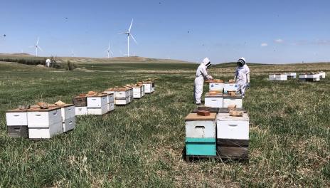 Researchers in protective clothing and hats examine a bee colony.