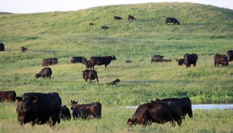 Black cows eating green grass.