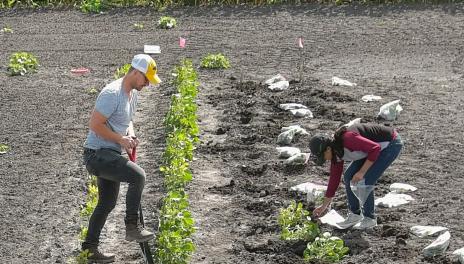 Man and woman dig in soil around green plants.
