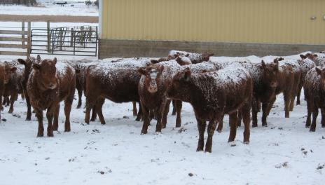 Snow-covered cattle in a lot
