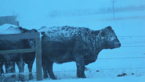 Black cow covered by snow in winter storm. 