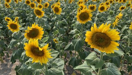 A field of sunflowers with large yellow heads.