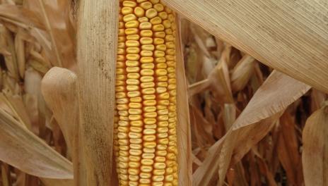A near-mature ear of corn hangs from a stalk in a corn field.