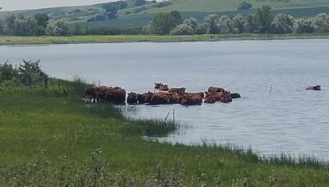 Cows floating in a lake