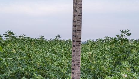 A yardstick stands in front of a lupin plot.