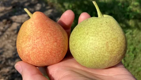 A hand holds two pears: one yellow with a red blush, overripe on the tree, and the other light green.