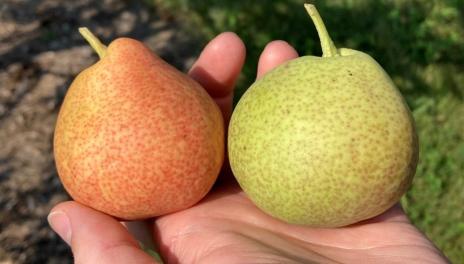 A hand holding two pears. One is yellow and has a red blush over the skin. The other is light green. The yellow fruit was overripe on the tree.