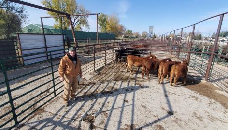 Karl Hoppe, dressed in insulated coveralls, stands in a pen of four steers. Several additional pens are behind Karl, and the city of Turtle Lake surrounds the pens.