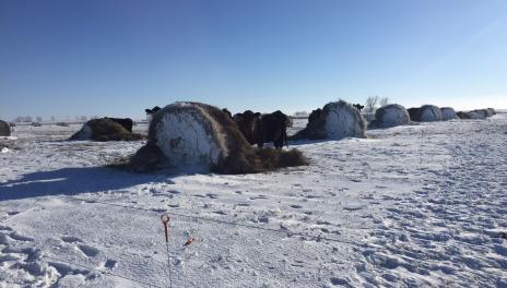 Several bales are staged on a snow-covered field.