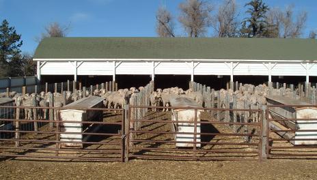 a sheep yard with many sheep