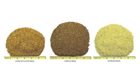 Small samples of light brown corn distillers meal, brown canola meal, and light yellow soybean meal are displayed above 6-rulers to show that particle size is similar.
