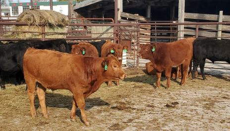 Several red and black steers eat hay in a reinforced-bar pen.