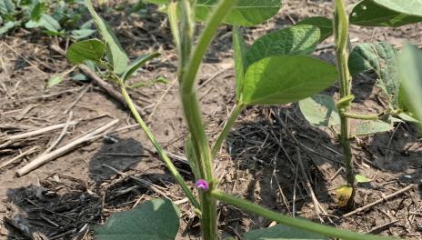 Soybean plant with blossoms and immature pods