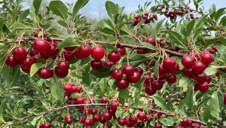 A picture of cherry shrub branches. There are green leaves and a great number of red cherries hanging from it.