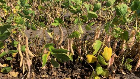 Dry beans approaching maturity