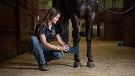 A woman kneels beside a black horse as she applies a bandage to a limb.