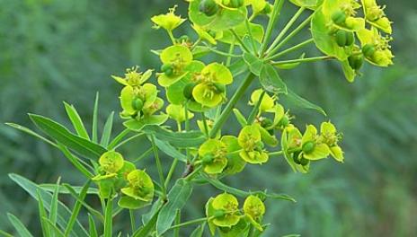 Leafy spurge plants have tall stems, narrow blue-green leaves, and greenish-yellow flower bracts.