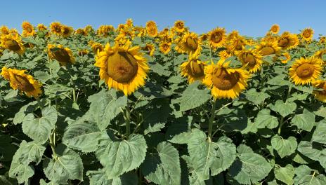 A field of sunflower plants with tall stalks and yellow heads