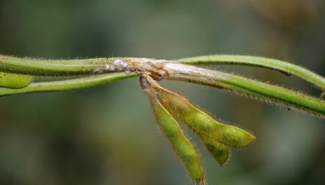 Sclerotinia white mold on a soybean stem