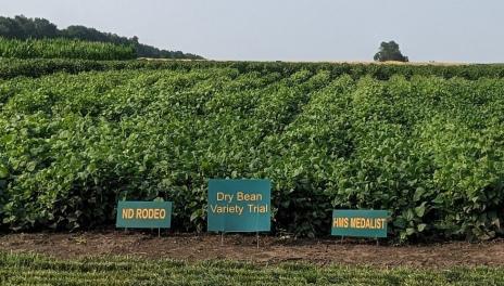 Field of bean plants with individually named variety signs in front of some of the rows.