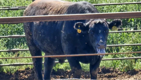A black steer stands in a clay-surface pen.