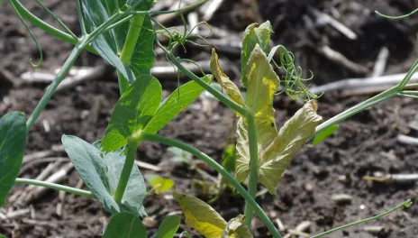 A healthy field pea plant alongside a diseased, wilted pea plant. 