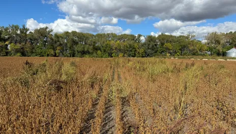 Waterhemp weeds in a soybean field near harvest time.