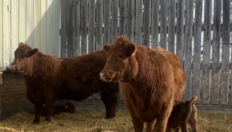 In the background, a red cow stands near her calf, who is laying in straw near a fence. In the foreground, a red calf nurses a red cow.