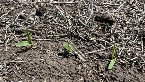 Uneven emergence of corn plants reduces corn yield.