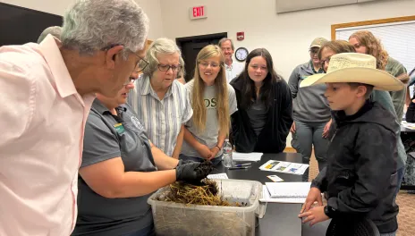 People crowd around a small tub of straw and compost, looking for worms.
