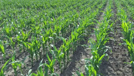 Evenly spaced corn plants in rows.
