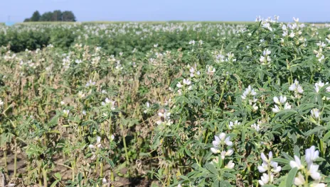 In a side-by-side photo, a group of healthy white lupin plants stands tall and green on the right. In stark contrast, a group of shorter, injured white lupin plants, damaged by herbicide, is shown on the left.